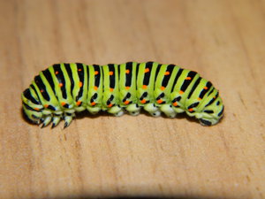 DSCN0978.JPG (2998 просмотров) <a class='original' href='./download/file.php?id=44926&mode=view' target=_blank>Загрузить оригинал (5.23 МБ)</a>