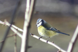 019.jpg (2954 просмотра) <a class='original' href='./download/file.php?id=45296&mode=view' target=_blank>Загрузить оригинал (325.94 КБ)</a>