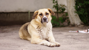 DSC04379.jpg (2931 просмотр) <a class='original' href='./download/file.php?id=45382&mode=view' target=_blank>Загрузить оригинал (783.41 КБ)</a>