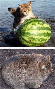 fotoprikol-17042015-066.jpg (2649 просмотров) <a class='original' href='./download/file.php?id=48302&mode=view' target=_blank>Загрузить оригинал (72.12 КБ)</a>