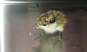 20150504_151905.jpg (1881 просмотр) <a class='original' href='./download/file.php?id=49557&mode=view' target=_blank>Загрузить оригинал (161.49 КБ)</a>