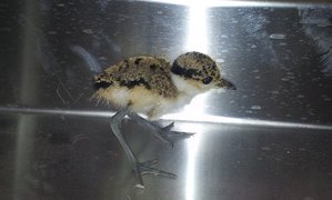 20150504_152004.jpg (1881 просмотр) <a class='original' href='./download/file.php?id=49558&mode=view' target=_blank>Загрузить оригинал (177.69 КБ)</a>