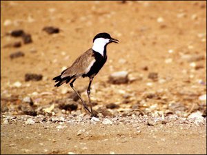 000pxe8w.jpg (1872 просмотра) <a class='original' href='./download/file.php?id=49561&mode=view' target=_blank>Загрузить оригинал (143.22 КБ)</a>