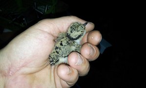 20150505_001314.jpg (1761 просмотр) <a class='original' href='./download/file.php?id=49594&mode=view' target=_blank>Загрузить оригинал (100.87 КБ)</a>