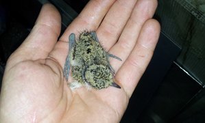 20150505_003311.jpg (1761 просмотр) <a class='original' href='./download/file.php?id=49596&mode=view' target=_blank>Загрузить оригинал (123.55 КБ)</a>