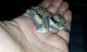 20150505_003824.jpg (1761 просмотр) <a class='original' href='./download/file.php?id=49597&mode=view' target=_blank>Загрузить оригинал (110.05 КБ)</a>