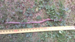 дача, газон, обитатель, (2084 просмотра) <a class='original' href='./download/file.php?id=50493&mode=view' target=_blank>Загрузить оригинал (828.81 КБ)</a>