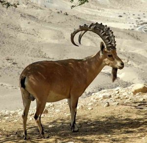 13537708530202.jpg (2381 просмотр) <a class='original' href='./download/file.php?id=50653&mode=view' target=_blank>Загрузить оригинал (116.72 КБ)</a>