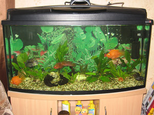 IMG_4250.jpg (3181 просмотр) <a class='original' href='./download/file.php?id=50943&mode=view' target=_blank>Загрузить оригинал (719.74 КБ)</a>