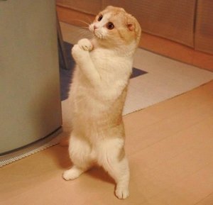 pussycat.jpg (1916 просмотров) <a class='original' href='./download/file.php?id=51233&mode=view' target=_blank>Загрузить оригинал (56.38 КБ)</a>