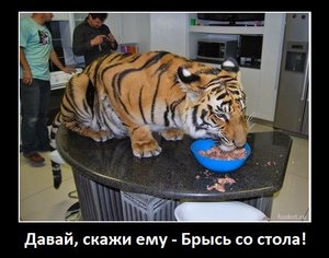 tigr-na-stole-est-dem.jpg (2463 просмотра) <a class='original' href='./download/file.php?id=52420&sid=26403f8d9f378ac0f3f718c0914cf361&mode=view' target=_blank>Загрузить оригинал (56.92 КБ)</a>