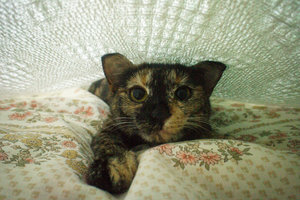 DSC08103.jpg (4565 просмотров) <a class='original' href='./download/file.php?id=52438&mode=view' target=_blank>Загрузить оригинал (1.08 МБ)</a>