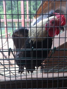 DSC_4078.jpg (1845 просмотров) <a class='original' href='./download/file.php?id=53579&mode=view' target=_blank>Загрузить оригинал (2.18 МБ)</a>