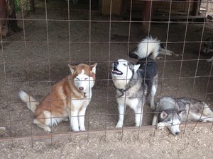 DSC_4080.jpg (1845 просмотров) <a class='original' href='./download/file.php?id=53580&mode=view' target=_blank>Загрузить оригинал (3.17 МБ)</a>