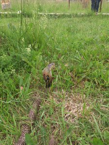 DSC_4095.jpg (1845 просмотров) <a class='original' href='./download/file.php?id=53585&mode=view' target=_blank>Загрузить оригинал (3.95 МБ)</a>