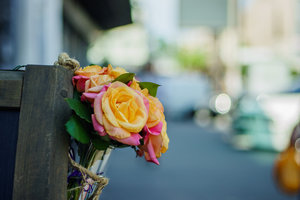 rose-04672.jpg (7422 просмотра) <a class='original' href='./download/file.php?id=54448&mode=view' target=_blank>Загрузить оригинал (6.42 МБ)</a>