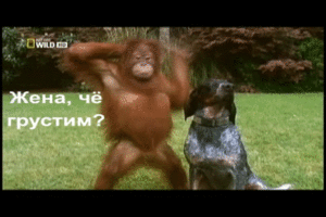 _yapfiles.ru_2_yapfiles.ru_yapfiles.ru.gif (1879 просмотров) <a class='original' href='./download/file.php?id=55586&mode=view' target=_blank>Загрузить оригинал (7.37 МБ)</a>