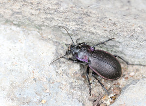 002.jpg (3105 просмотров) <a class='original' href='./download/file.php?id=56128&mode=view' target=_blank>Загрузить оригинал (473.48 КБ)</a>