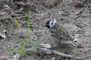 006.jpg (3105 просмотров) <a class='original' href='./download/file.php?id=56132&mode=view' target=_blank>Загрузить оригинал (525.28 КБ)</a>