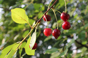 007.jpg (3105 просмотров) <a class='original' href='./download/file.php?id=56133&mode=view' target=_blank>Загрузить оригинал (267.51 КБ)</a>