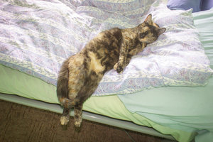 DSC00092.jpg (4458 просмотров) <a class='original' href='./download/file.php?id=56589&mode=view' target=_blank>Загрузить оригинал (903.14 КБ)</a>