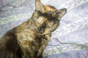 DSC00093.jpg (4458 просмотров) <a class='original' href='./download/file.php?id=56590&mode=view' target=_blank>Загрузить оригинал (924.58 КБ)</a>