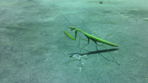 IMG_20150903_195129.jpg (2890 просмотров) <a class='original' href='./download/file.php?id=57467&mode=view' target=_blank>Загрузить оригинал (654.62 КБ)</a>