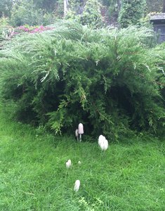 image.jpg (1805 просмотров) <a class='original' href='./download/file.php?id=57565&mode=view' target=_blank>Загрузить оригинал (2.99 МБ)</a>