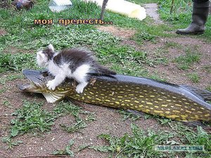 2041115.jpg (1835 просмотров) <a class='original' href='./download/file.php?id=58061&mode=view' target=_blank>Загрузить оригинал (168.08 КБ)</a>