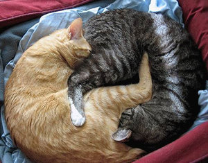 Инь и Ян (1731 просмотр) <a class='original' href='./download/file.php?id=60951&mode=view' target=_blank>Загрузить оригинал (84.9 КБ)</a>