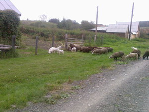 Photo-0048.jpg (2760 просмотров) <a class='original' href='./download/file.php?id=64435&mode=view' target=_blank>Загрузить оригинал (360.6 КБ)</a>