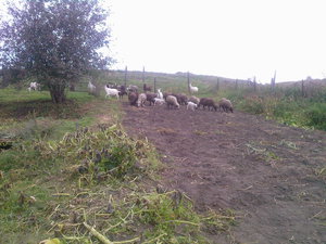 Photo-0049.jpg (2760 просмотров) <a class='original' href='./download/file.php?id=64436&mode=view' target=_blank>Загрузить оригинал (380.1 КБ)</a>