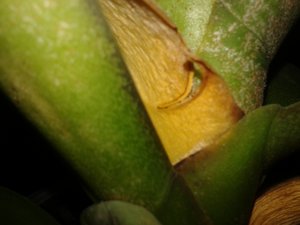 20151218_014443.jpg (3481 просмотр) <a class='original' href='./download/file.php?id=66395&mode=view' target=_blank>Загрузить оригинал (1.3 МБ)</a>