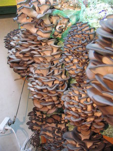 02.jpg (2156 просмотров) <a class='original' href='./download/file.php?id=66581&mode=view' target=_blank>Загрузить оригинал (169.13 КБ)</a>