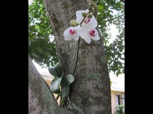 0.jpg (2662 просмотра) <a class='original' href='./download/file.php?id=66624&mode=view' target=_blank>Загрузить оригинал (33.46 КБ)</a>