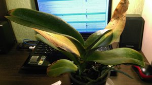 IMAG1601.jpg (2554 просмотра) <a class='original' href='./download/file.php?id=66655&mode=view' target=_blank>Загрузить оригинал (2.47 МБ)</a>