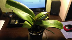 теперь так постоит (2554 просмотра) <a class='original' href='./download/file.php?id=66656&mode=view' target=_blank>Загрузить оригинал (1.98 МБ)</a>