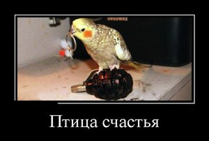 56756785.jpg (2272 просмотра) <a class='original' href='./download/file.php?id=68787&sid=e062210868256355322a932fcb93e035&mode=view' target=_blank>Загрузить оригинал (33.02 КБ)</a>