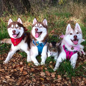 12338498_419933751536353_254515287_n.jpg (2499 просмотров) <a class='original' href='./download/file.php?id=69429&mode=view' target=_blank>Загрузить оригинал (168.88 КБ)</a>