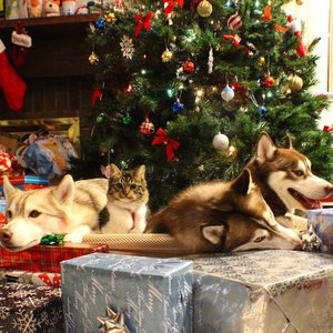 12393583_1488792484762193_1077584408_n.jpg (2499 просмотров) <a class='original' href='./download/file.php?id=69430&mode=view' target=_blank>Загрузить оригинал (187.45 КБ)</a>