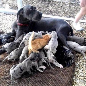 10505271_852737664785003_2904939157016426110_n.jpg (1262 просмотра) <a class='original' href='./download/file.php?id=69568&mode=view' target=_blank>Загрузить оригинал (92.51 КБ)</a>