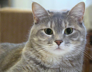 Выделение(045).png (2977 просмотров) <a class='original' href='./download/file.php?id=6977&mode=view' target=_blank>Загрузить оригинал (428.6 КБ)</a>