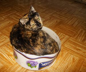 _DSC7255.jpg (3990 просмотров) <a class='original' href='./download/file.php?id=69926&mode=view' target=_blank>Загрузить оригинал (693.23 КБ)</a>