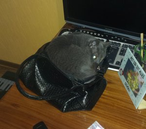 imag0610.jpg (3931 просмотр) <a class='original' href='./download/file.php?id=70146&mode=view' target=_blank>Загрузить оригинал (355.63 КБ)</a>