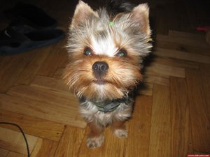 А это не бобер (1940 просмотров) <a class='original' href='./download/file.php?id=71735&mode=view' target=_blank>Загрузить оригинал (150.69 КБ)</a>