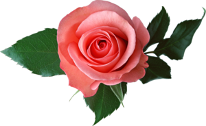 Цветочек для тебя! (2309 просмотров) <a class='original' href='./download/file.php?id=71845&mode=view' target=_blank>Загрузить оригинал (1.17 МБ)</a>