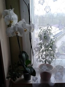 20140502_201146.jpg (3170 просмотров) <a class='original' href='./download/file.php?id=72166&mode=view' target=_blank>Загрузить оригинал (2.06 МБ)</a>