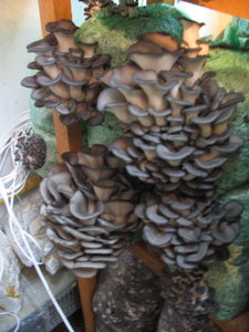 IMG_6845_576x768.jpg (6406 просмотров) <a class='original' href='./download/file.php?id=7432&mode=view' target=_blank>Загрузить оригинал (109.01 КБ)</a>