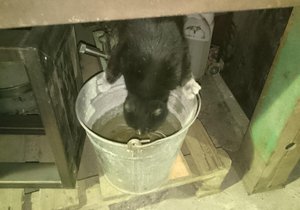 DSC_0256.jpg (3652 просмотра) <a class='original' href='./download/file.php?id=75848&mode=view' target=_blank>Загрузить оригинал (423.61 КБ)</a>