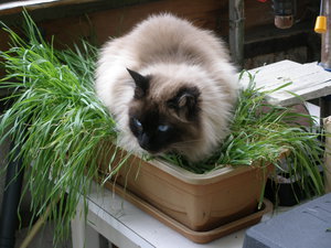 P8010513.JPG (1850 просмотров) <a class='original' href='./download/file.php?id=77805&mode=view' target=_blank>Загрузить оригинал (3.03 МБ)</a>